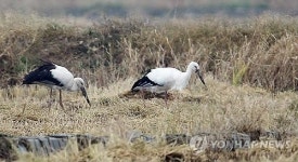 서산 천수만 찾은 겨울진객 황새