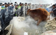 드러누운 송아지