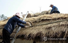 영랑생가 초가지붕 이엉잇기