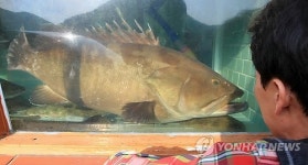 수족관이 왜 이렇게 좁아요?