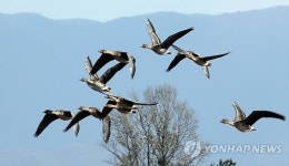 주남저수지 도착한 겨울진객 큰기러기