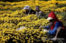 의령 국화차 따기 한창
