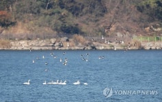  금강호 모여든 겨울철새