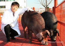 <인터뷰>돼지유전체 해독 이경태 연구사