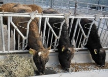 충남도, 토종한우 칡소·흑소 농가 보급