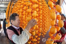 <카메라뉴스> 의령 대봉곶감 맛보세요