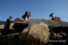 의령 조씨(曺氏) 고가 초가 이엉 잇기 한창