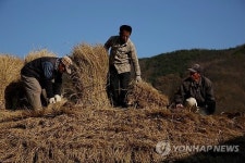 의령 조씨(曺氏) 고가 초가 이엉 잇기 한창