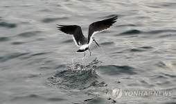 훔쳐먹는 것이 맛있어
