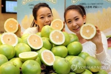 감기 물리치는 새콤한 스위티자몽 맛보세요