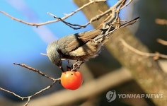 까치밥 먹는 직박구리