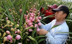 태안산 심비디움 중국 수출 본격 시작
