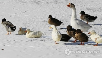강추위,움츠린 오리가족