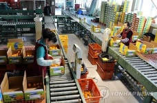 서귀포감귤거점APC 공선출하 현장