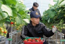 남원딸기 한파 속 수확 한창