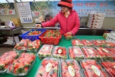 싱싱한 딸기 많이 드세요