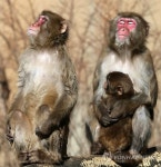 강추위, 일본원숭이의 일광욕