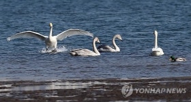 낙동강하구 월동 고니가족