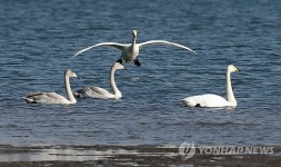 낙동강하구 월동 고니가족