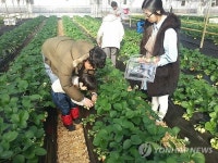 <카메라뉴스> 유기농 딸기 맛보세요