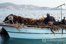 울산 서생 미역 풍년..가격 폭락