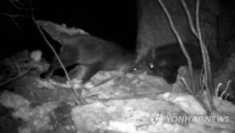 내 땅이야! 영역다툼하는 설악산 산양