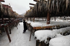 폭설에 바빠진 황태덕장