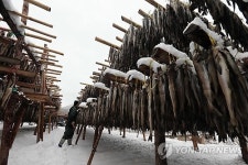 폭설에 바빠진 황태덕장