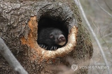겨울잠 자다가 깬 반달가슴곰
