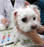 동물등록제 시술 부작용은 수의사가 책임져라