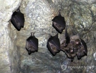 동면 중인 박쥐 서식지 조사는 생존위협 행위