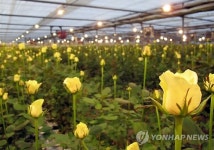 활짝 핀 장미꽃…화훼농가는 울상