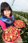 <카메라뉴스> 울산 장현 웰빙딸기 맛보세요