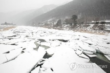 정선 오대천 유빙 둥둥