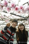 <카메라뉴스> 한파 속 비닐하우스 복숭아꽃 활짝
