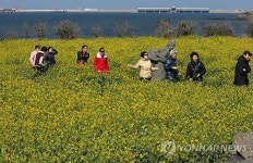 제주는 벌써 봄빛 출렁