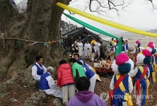 남원 보절 신기마을 느티나무 당산제