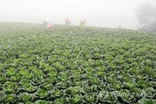 기후변화 이대로면 2090년 고랭지배추 못먹는다