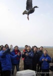  부상 치료 쇠기러기 방사