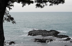 동해 바위섬의 갈매기떼