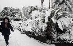 눈으로 뒤덮인 남국 제주