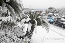 눈으로 뒤덮인 남국 제주
