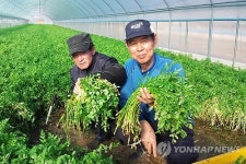 영천 보현산 청정 미나리 첫 출하