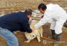화성시, 개 1천600마리에 광견병 예방 접종