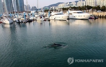 부산 요트계류장 새끼 밍크고래 발견…'구조 소동'