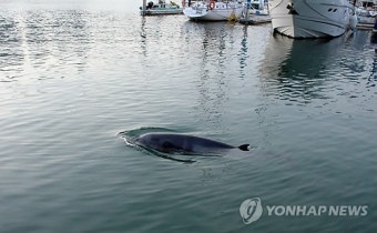 부산서 발견된 새끼 밍크고래