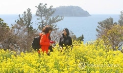 봄빛 출렁이는 제주 연휴