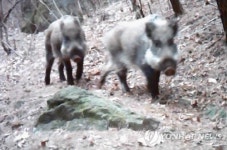 국립공원 탐방로에 나타난 멧돼지들