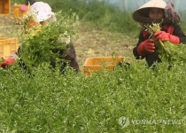 울산 청정 선바위 미나리 출하