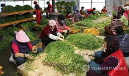 울산 청정 선바위 미나리 선별작업